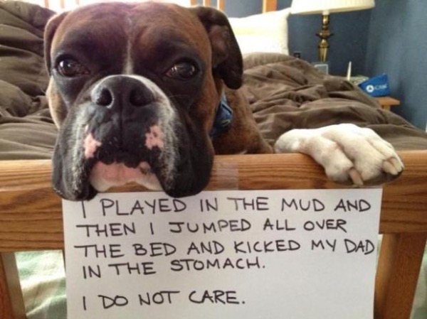 31 guilty dogs that would do it again if they could