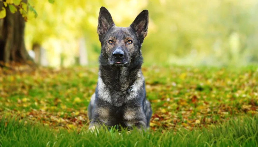 Shiloh Shepherd Dog Breed Information, Puppies & Breeders Dogs Australia