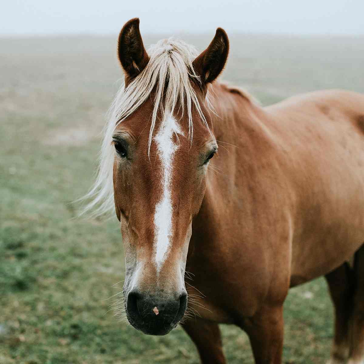 What Is Hide Glue? Pros, Cons and Uses Just Use Glue