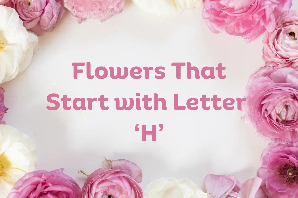 Fiori che iniziano con H