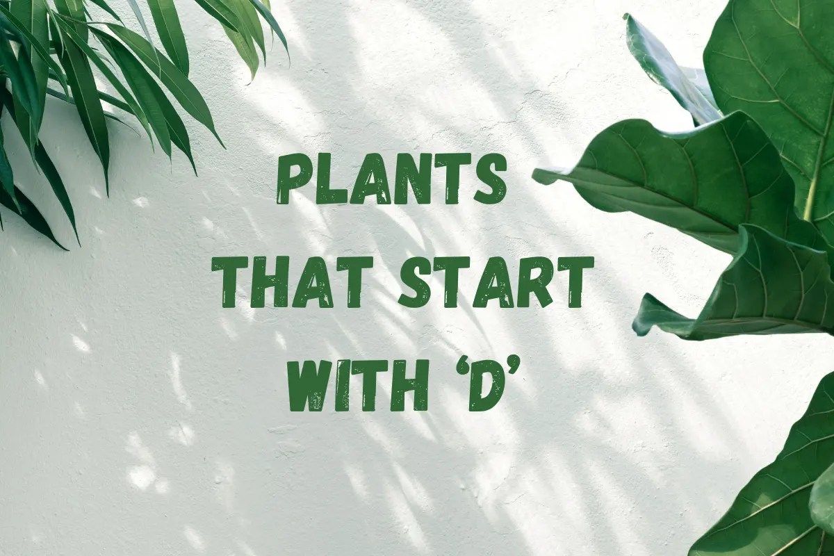Uncover the Beauty of Nature Plants That Start With D Revealed