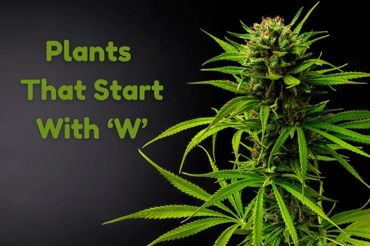 Discover the Diverse World of Plants That Start With W