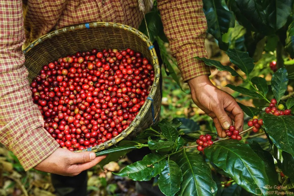 Where Does Folgers Coffee Come From? The Coffee Mill Roasters