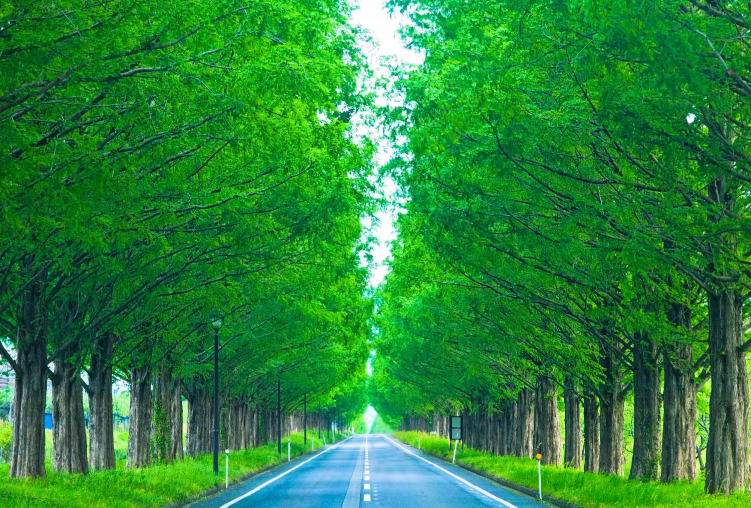 Japan Road Trip 10 Scenic Driving Roads in Japan Japan  Magazine