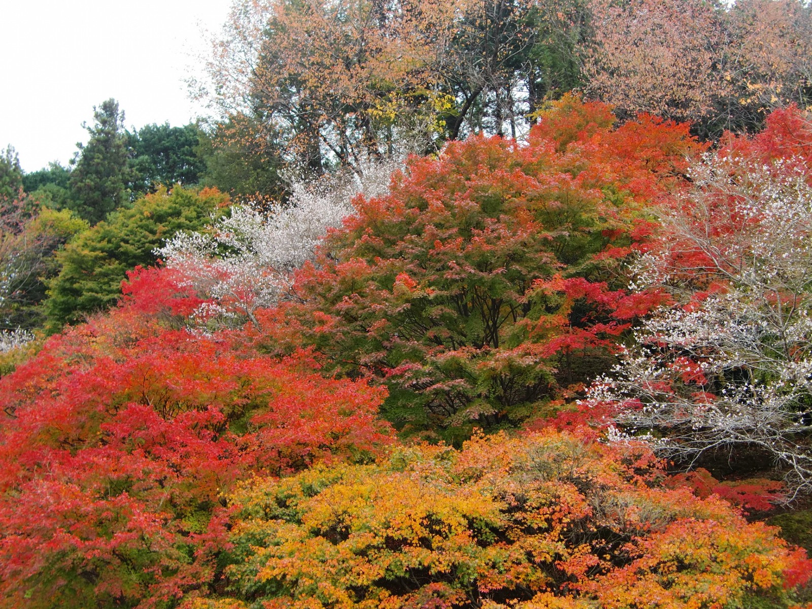 Enjoy Cherry Blossoms in Autumn in Japan Japan  Magazine