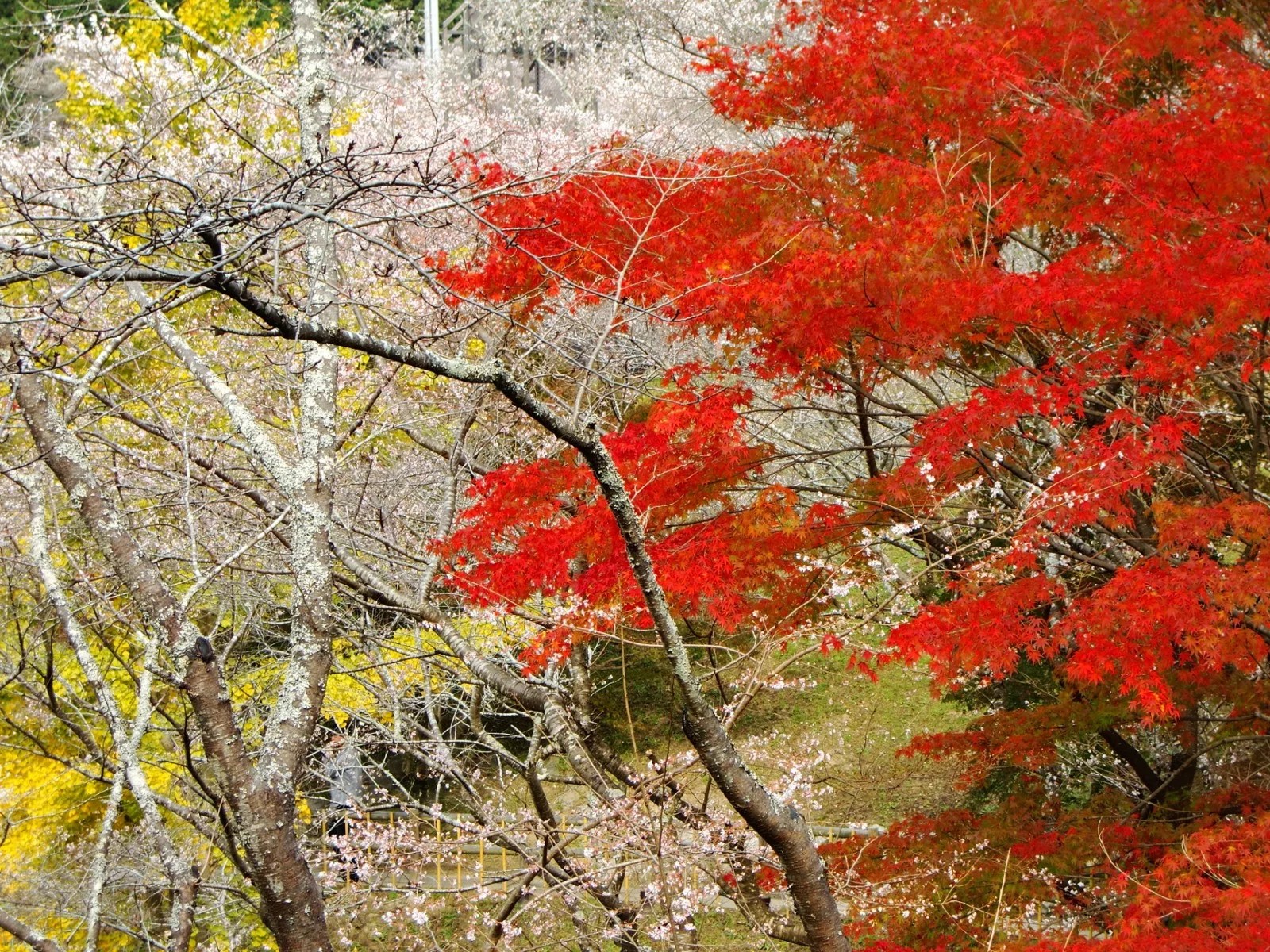 Enjoy Cherry Blossoms in Autumn in Japan Japan  Magazine