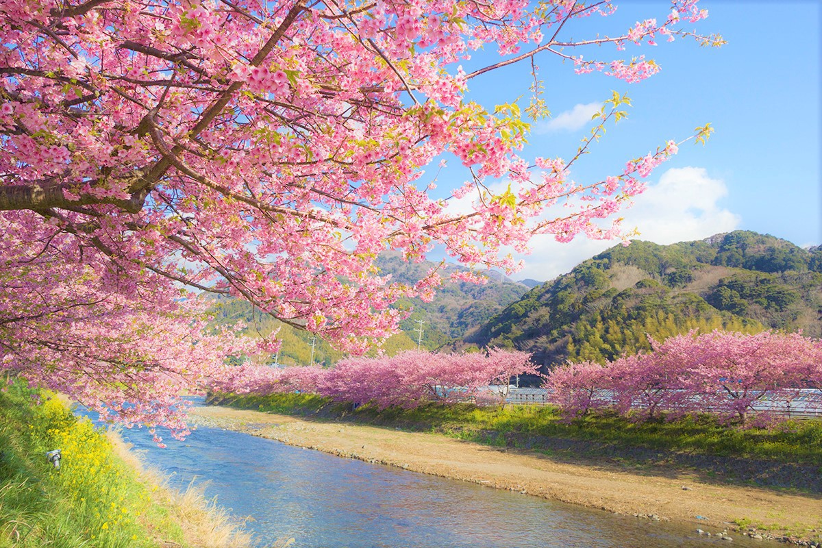 Kawazu Cherry Blossom Festival 2020 Japan Magazine