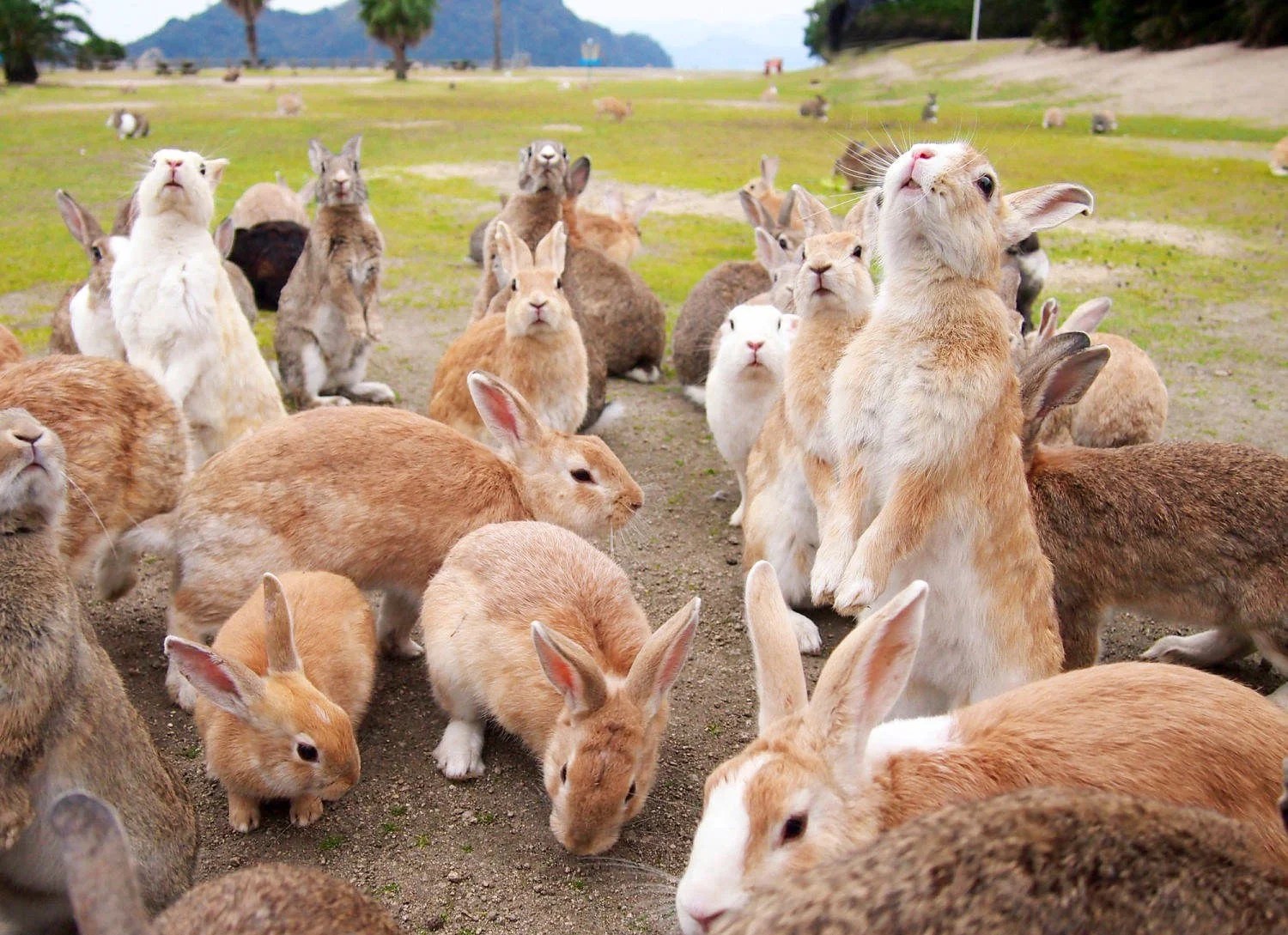 Okunoshima the Rabbit Island in Japan! Japan  Magazine