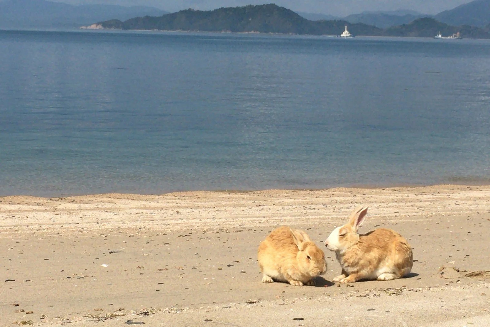 Okunoshima the Rabbit Island in Japan! Japan  Magazine