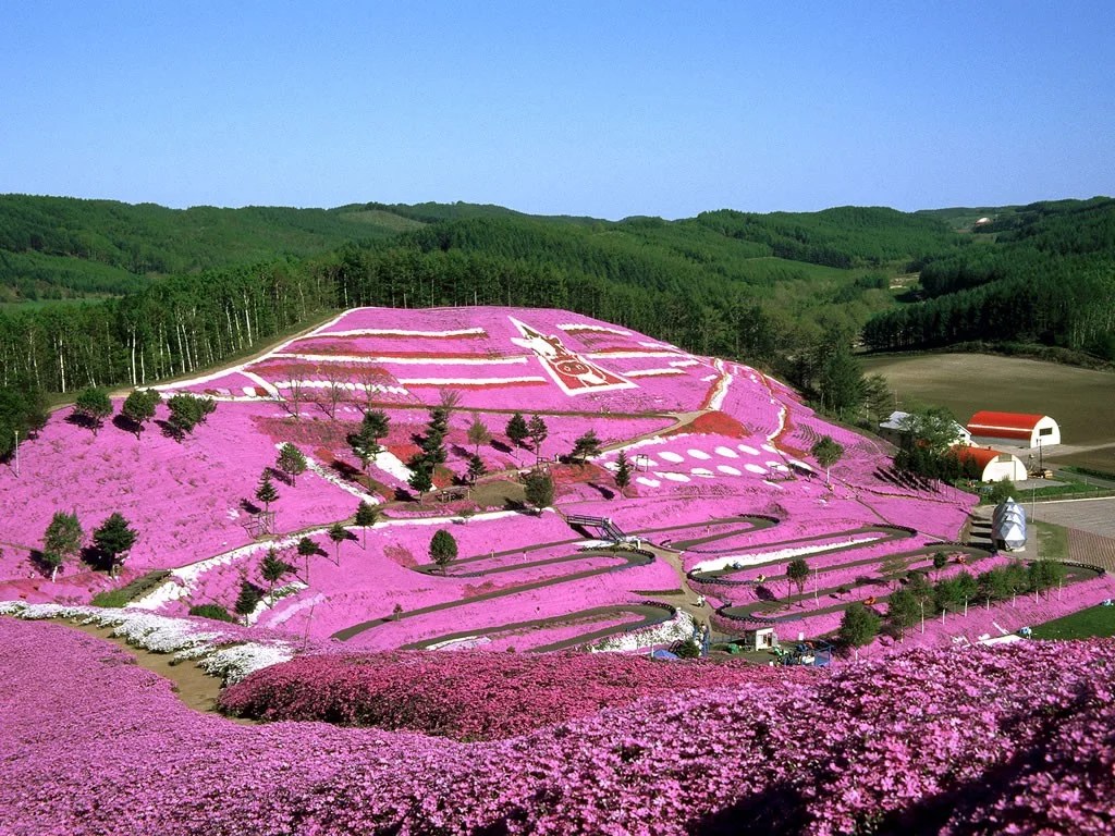 5 Best Flower Fields to Visit in Hokkaido Japan  Magazine