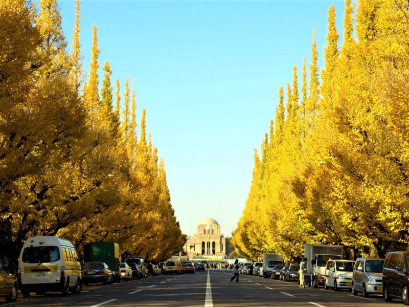 5 Best Spots to Enjoy Autumn Ginkgo Trees in Tokyo! Japan  Magazine