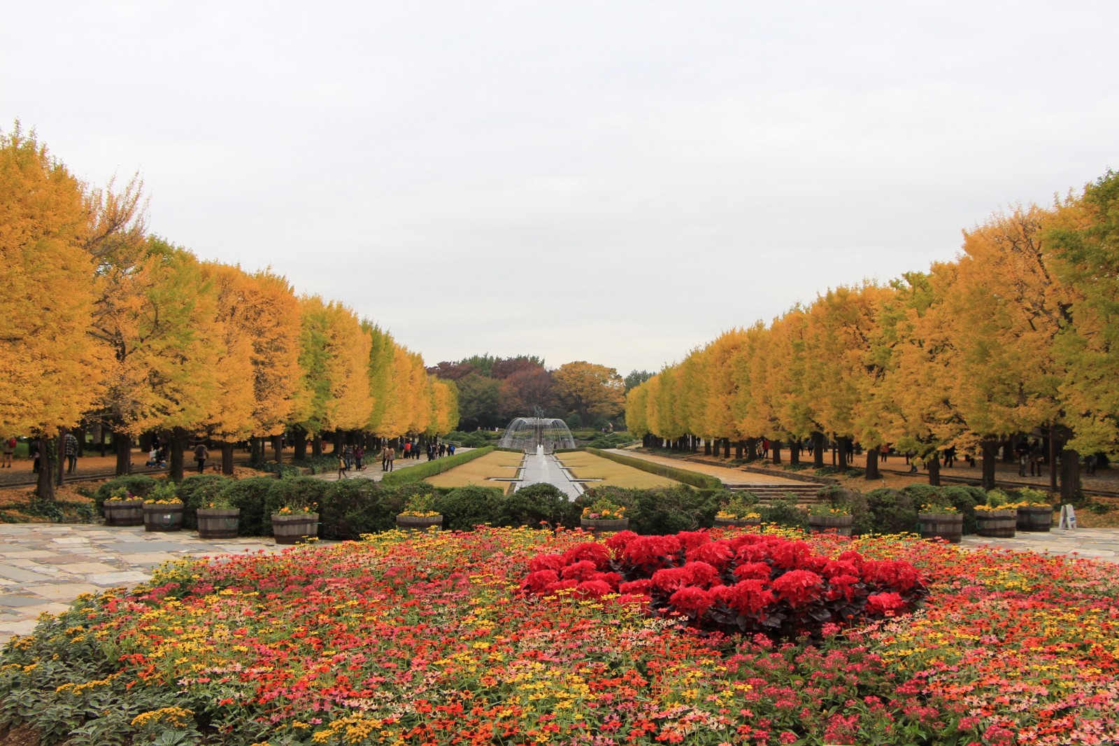 5 Best Spots to Enjoy Autumn Ginkgo Trees in Tokyo! Japan  Magazine