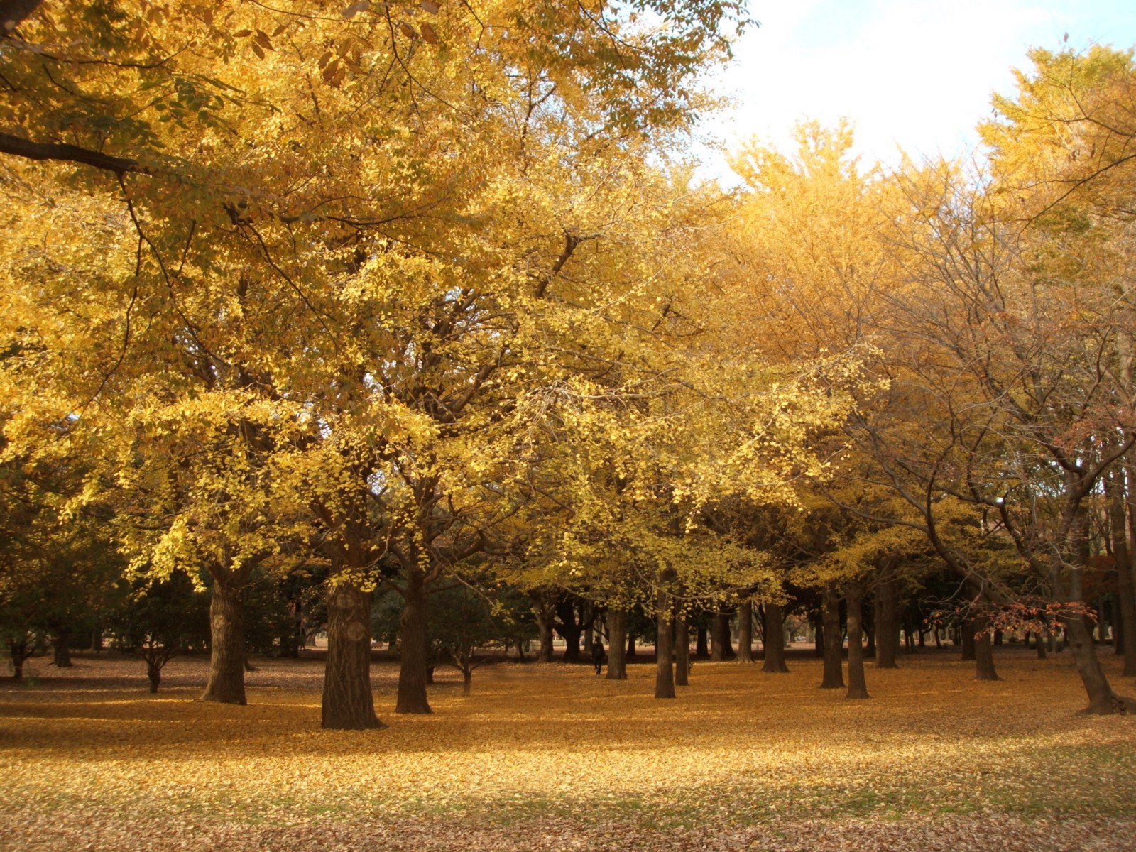 5 Best Spots to Enjoy Autumn Ginkgo Trees in Tokyo! Japan  Magazine