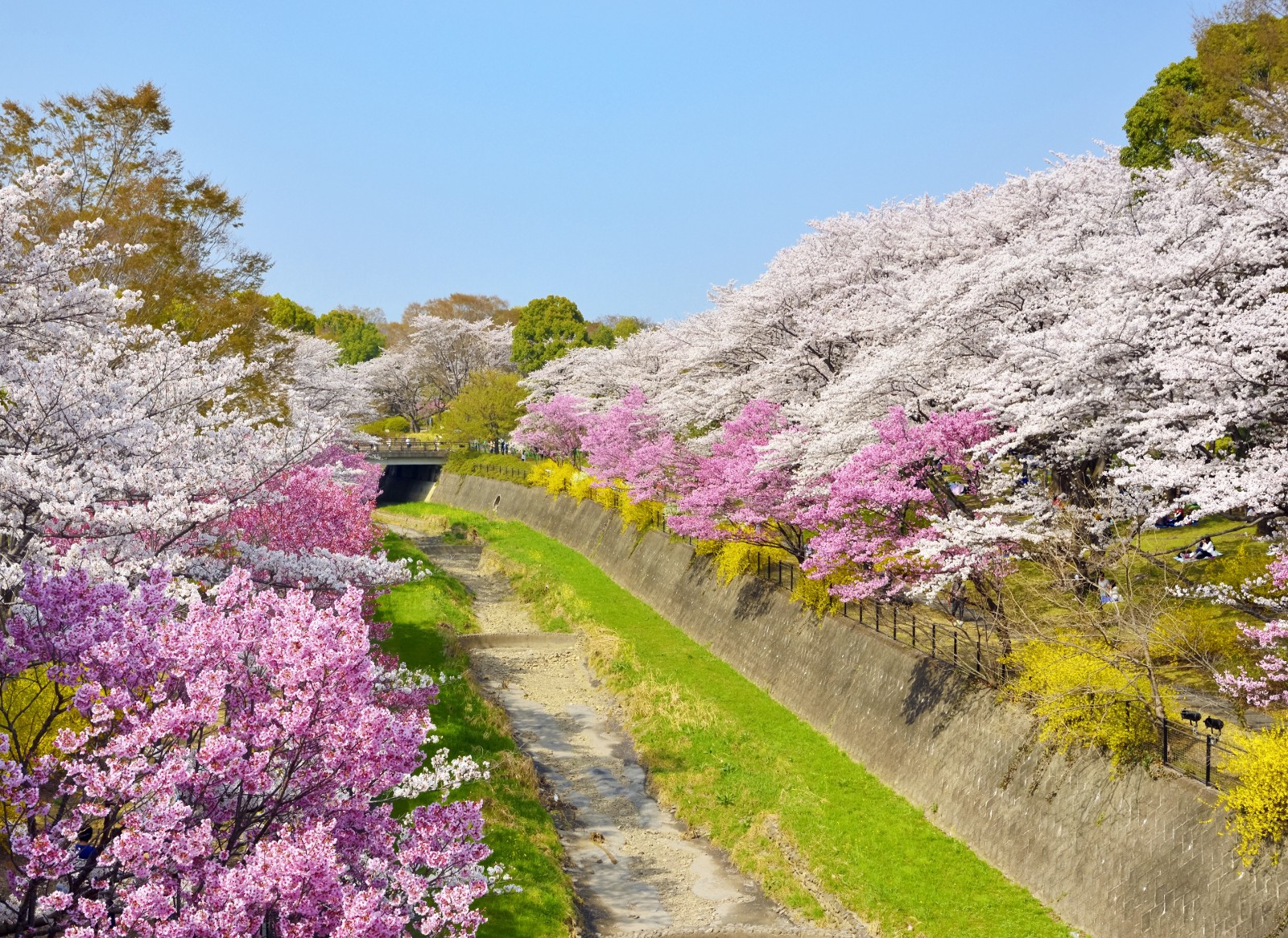 Showa Memorial Park Best Flower Park in Tokyo Japan Web Magazine
