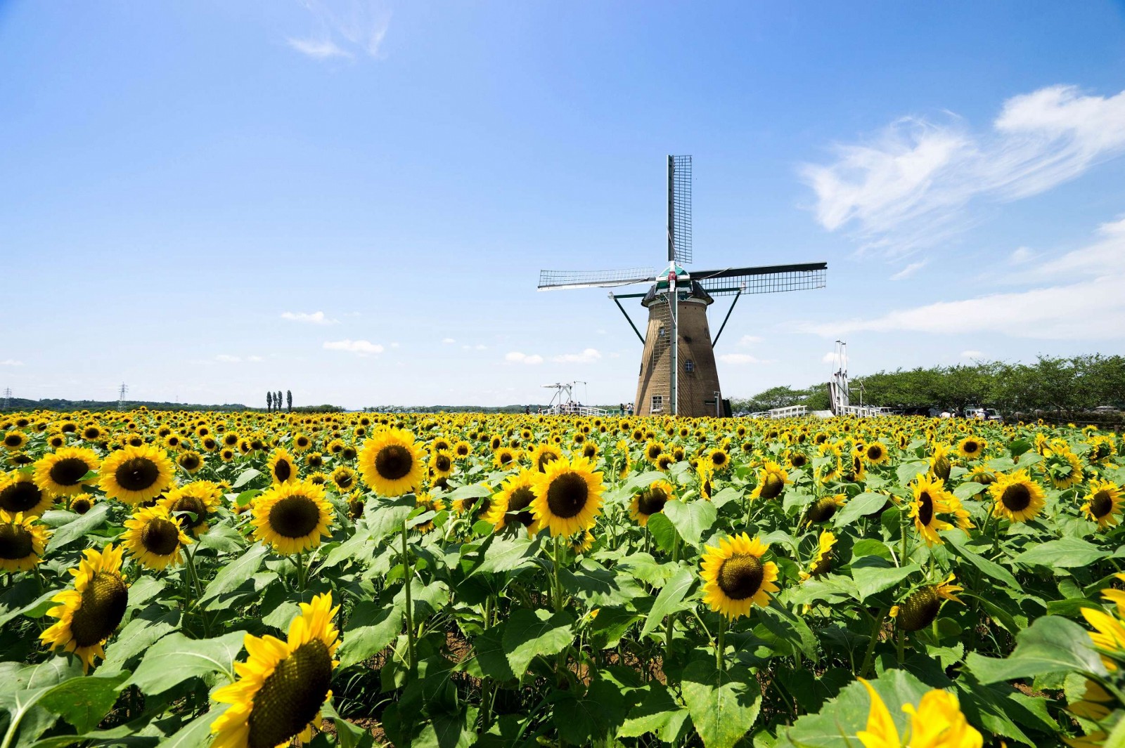 Best Sunflower Fields in Japan Japan  Magazine