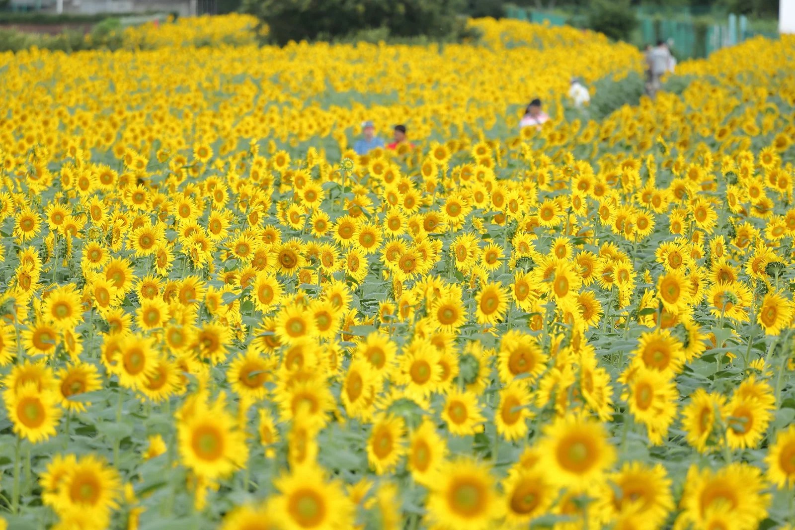 Best Sunflower Fields in Japan Japan  Magazine