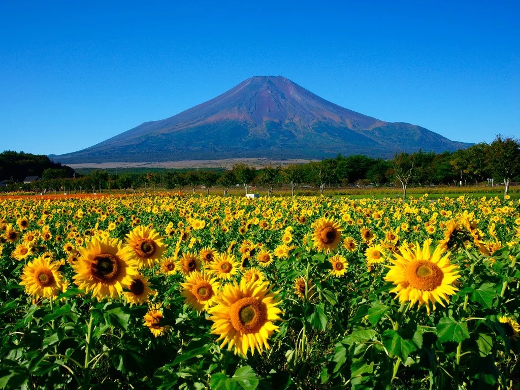 Best Sunflower Fields in Japan Japan  Magazine