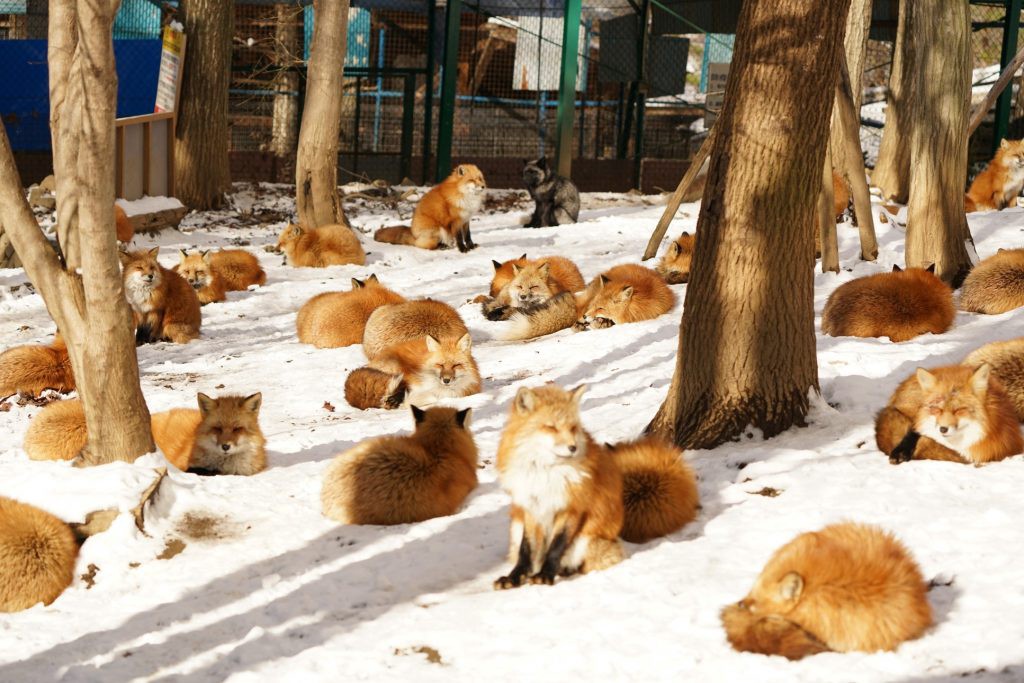 Zao Fox Village Cutest Fox Heaven in Japan Japan  Magazine