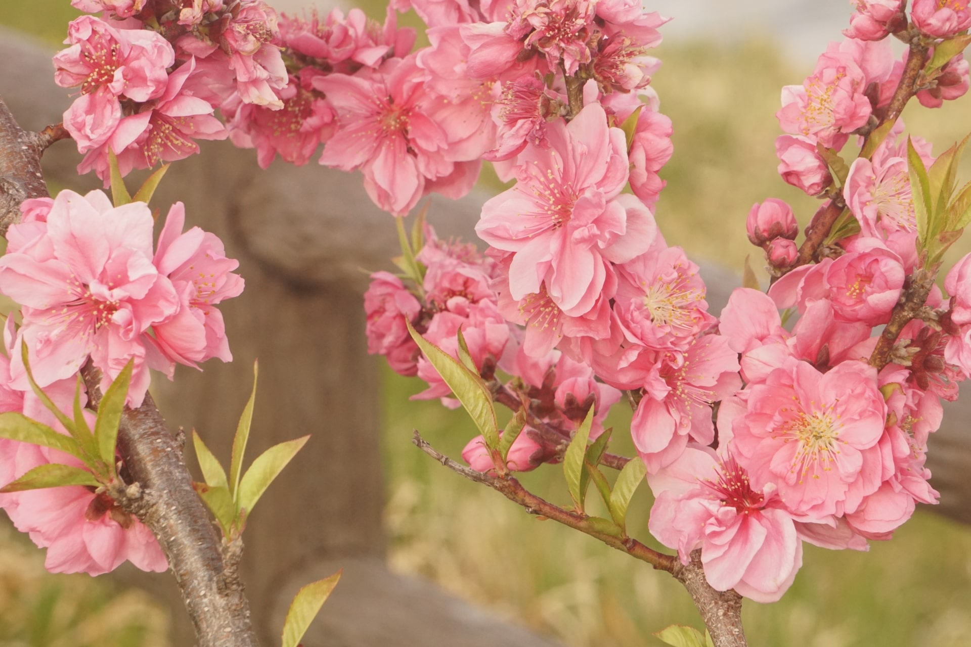 Cherry, Plum and Peach Blossoms What is the Difference Japan 