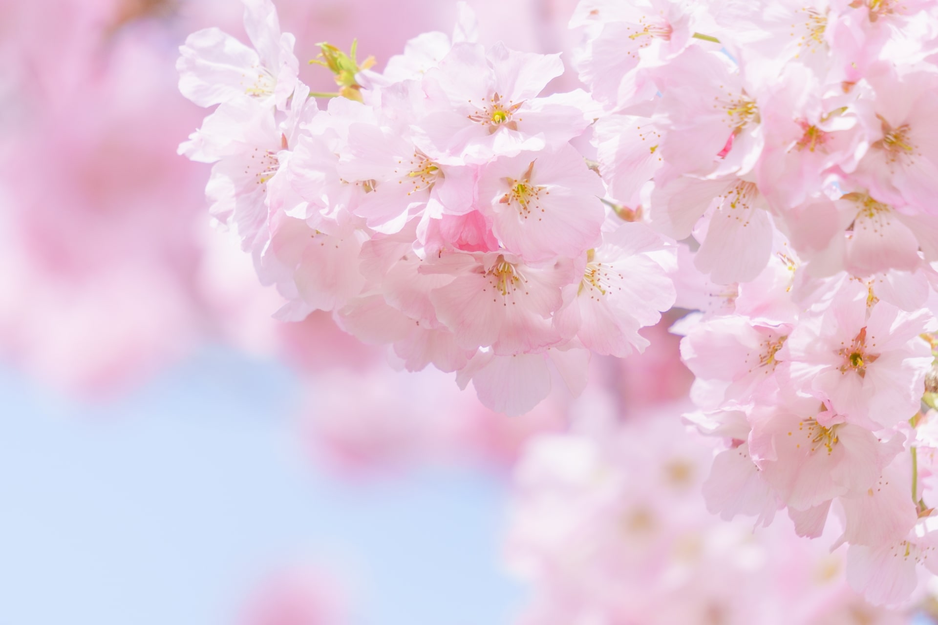 Cherry, Plum and Peach Blossoms What is the Difference Japan  Magazine