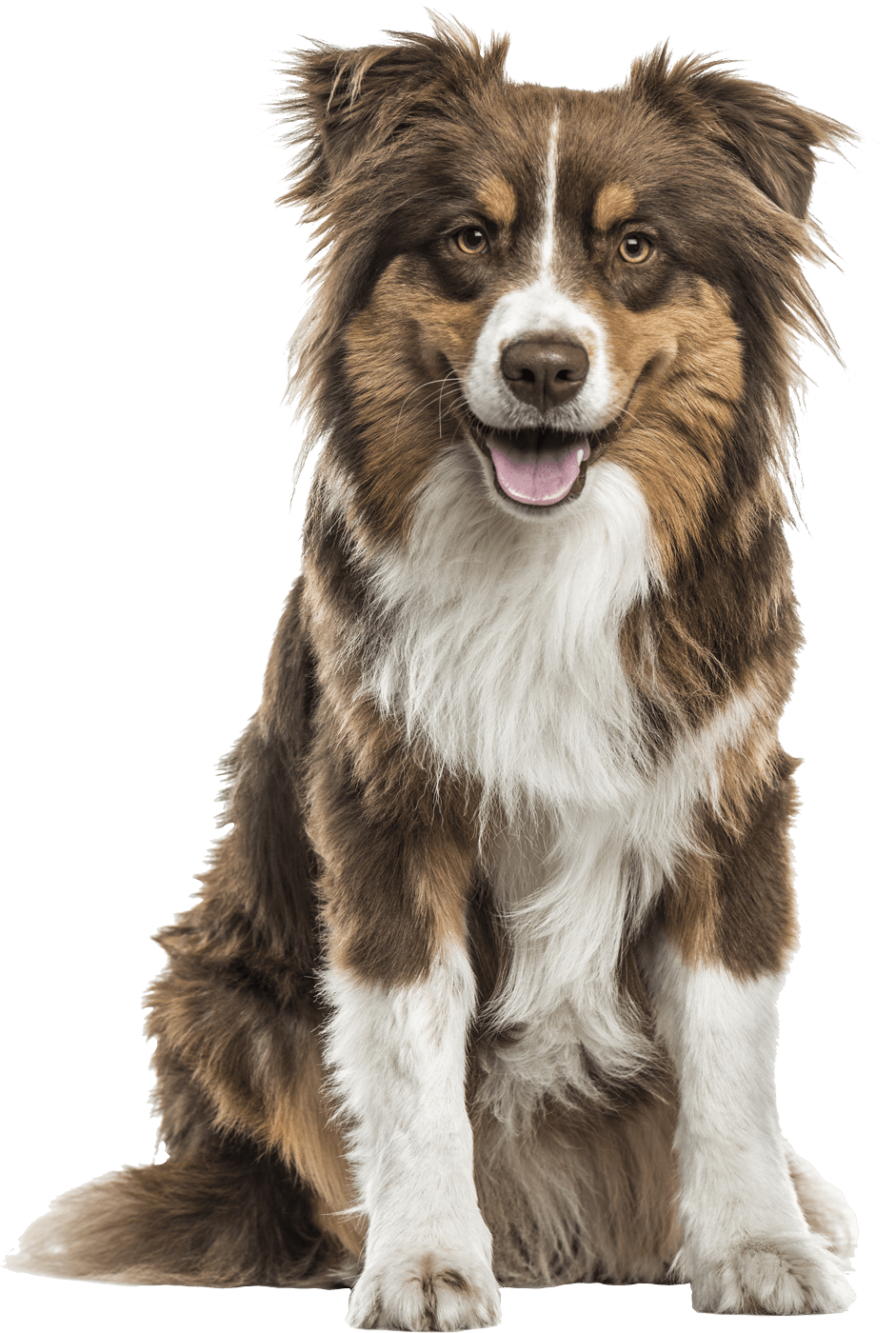 JW Aussies Stillwater, OK Australian Shepherds