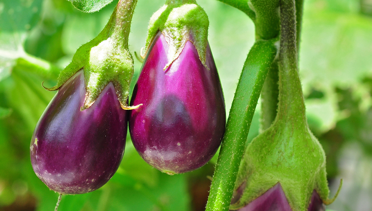 RECIPE Eggplant is a global Jewish staple J.