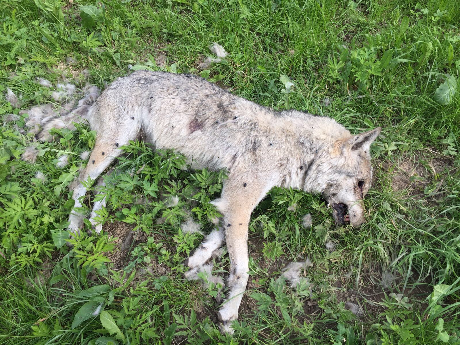 Schweiz Wolf tot aufgefunden Jagen Weltweit
