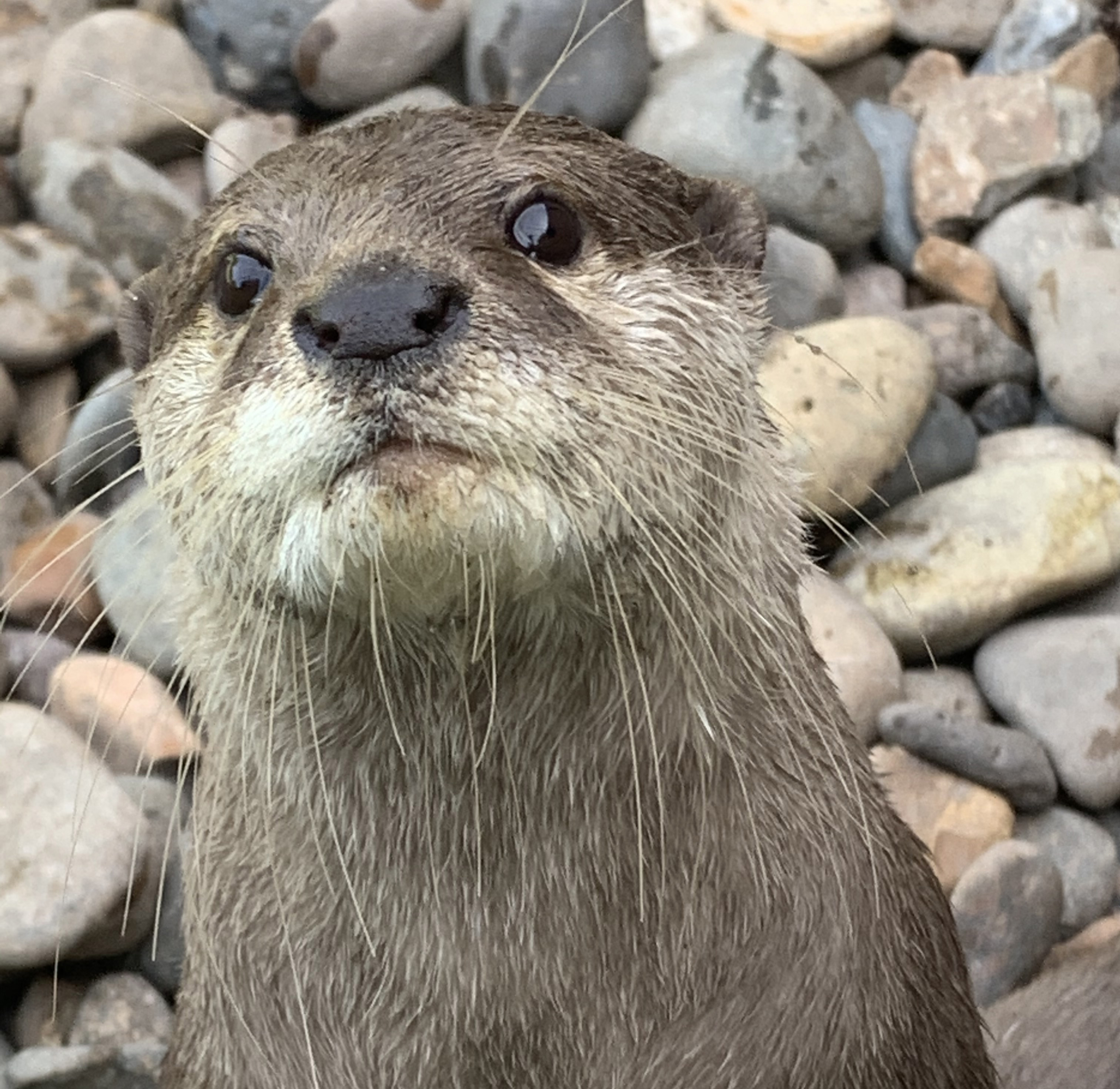 They are often mistaken for beavers though. Otter Jyllands Park Zoo Danemarks Gemutlichster Zoo