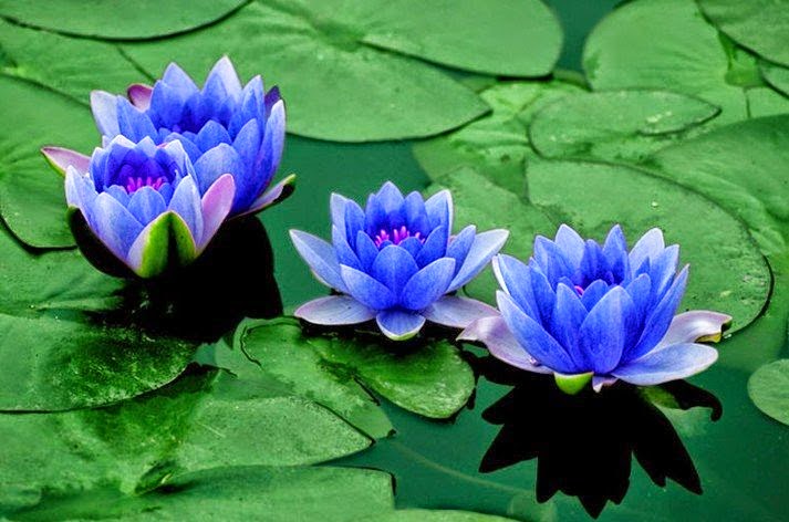 Flor de Loto Significado, Tipos, Concepto, Definición, Qué es [LA