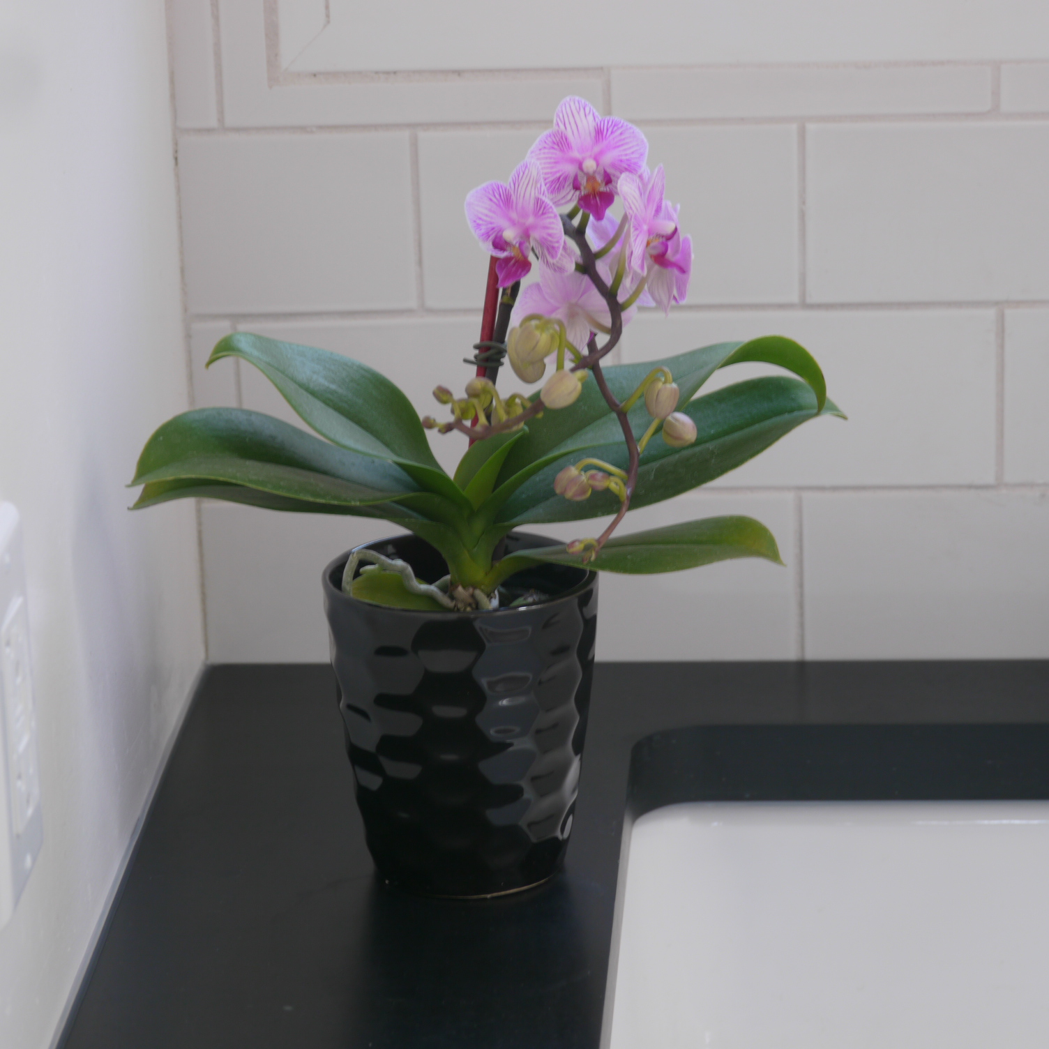 orchid house plant