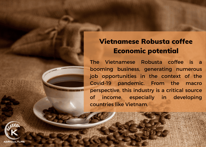 Vietnamese Robusta Coffee And Information You Should Know KAgriculture