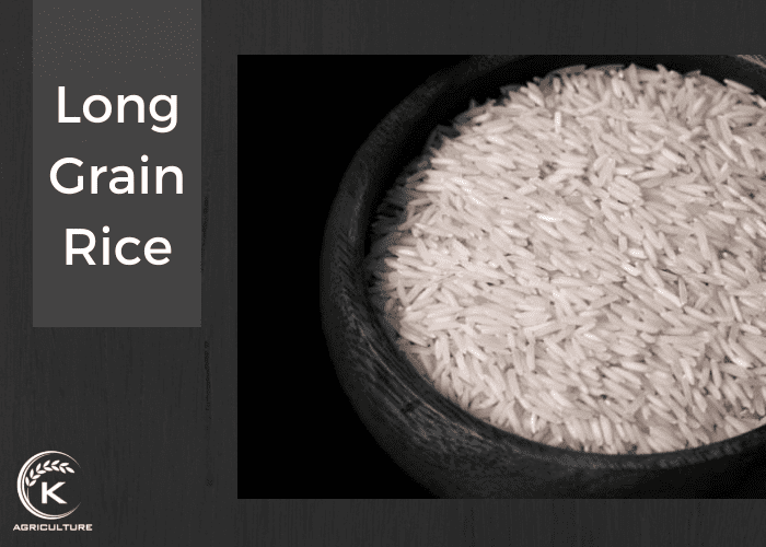 Comparison Between Long Grain Rice Vs Short Grain Rice KAgriculture