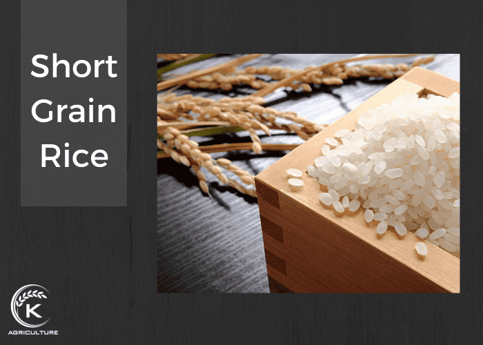 Comparison Between Long Grain Rice Vs Short Grain Rice KAgriculture