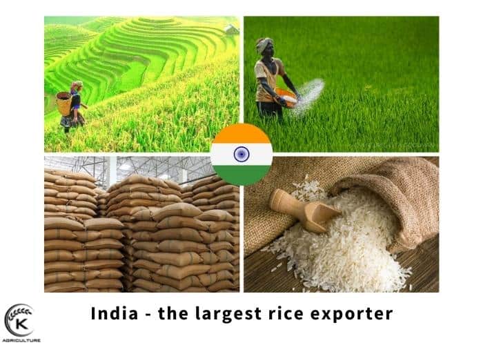 Rice Exporters In The World And All Crucial Things You Need To Know