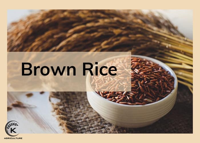 Long grain rice vs white rice what is the difference