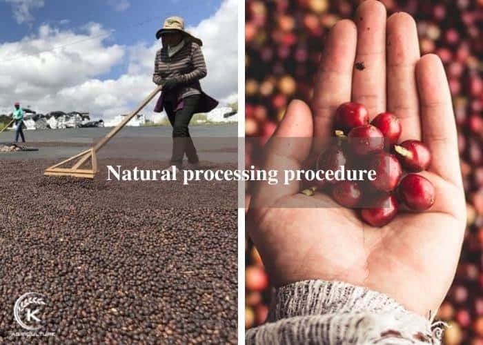 Washed vs natural coffee Revealing the differences