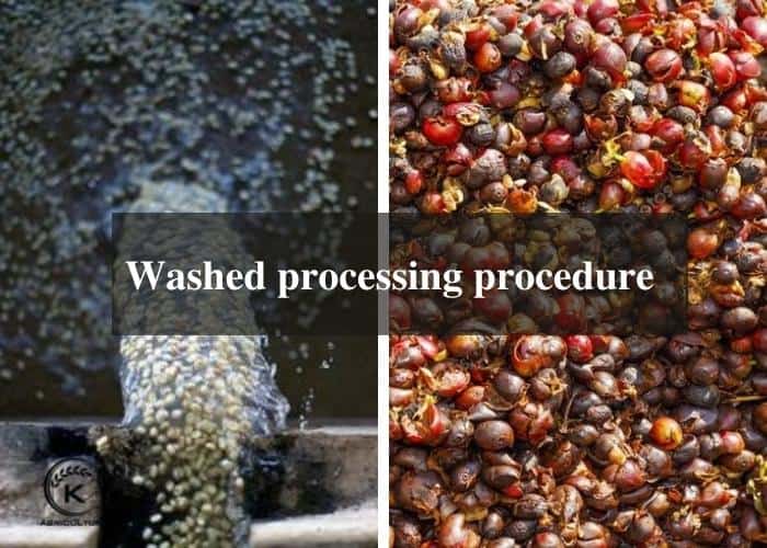 Washed vs natural coffee Revealing the differences