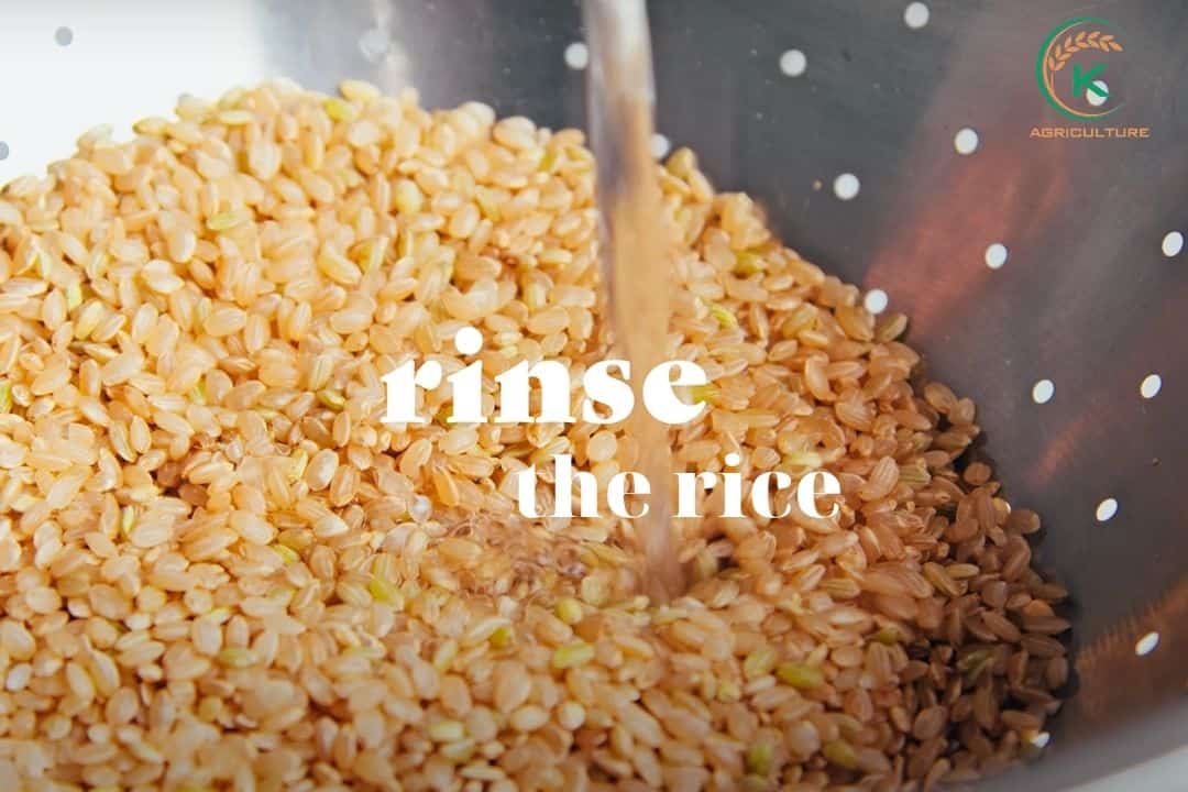 How To Cook Brown Rice In An Instant Pot KAgriculture