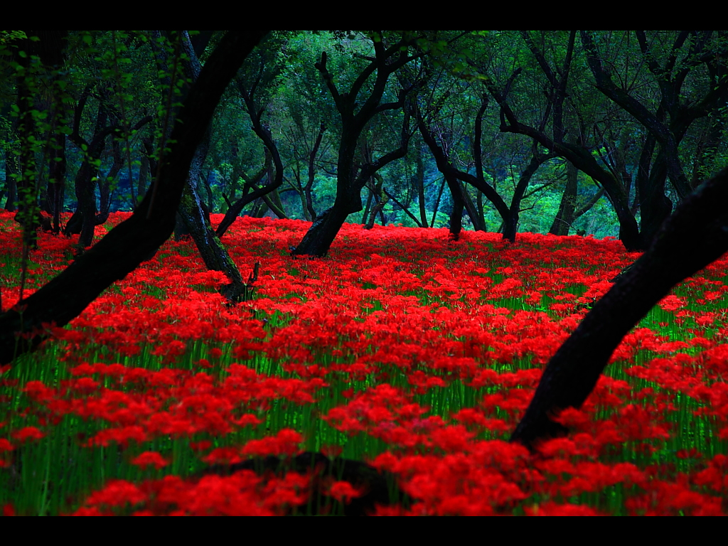 Japanese Red Flowering Plants at Fred Schlater blog