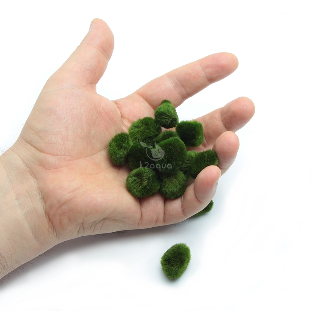 ALL sizes MARIMO MOSS BALLS Cladophora live aquarium plant fish tank