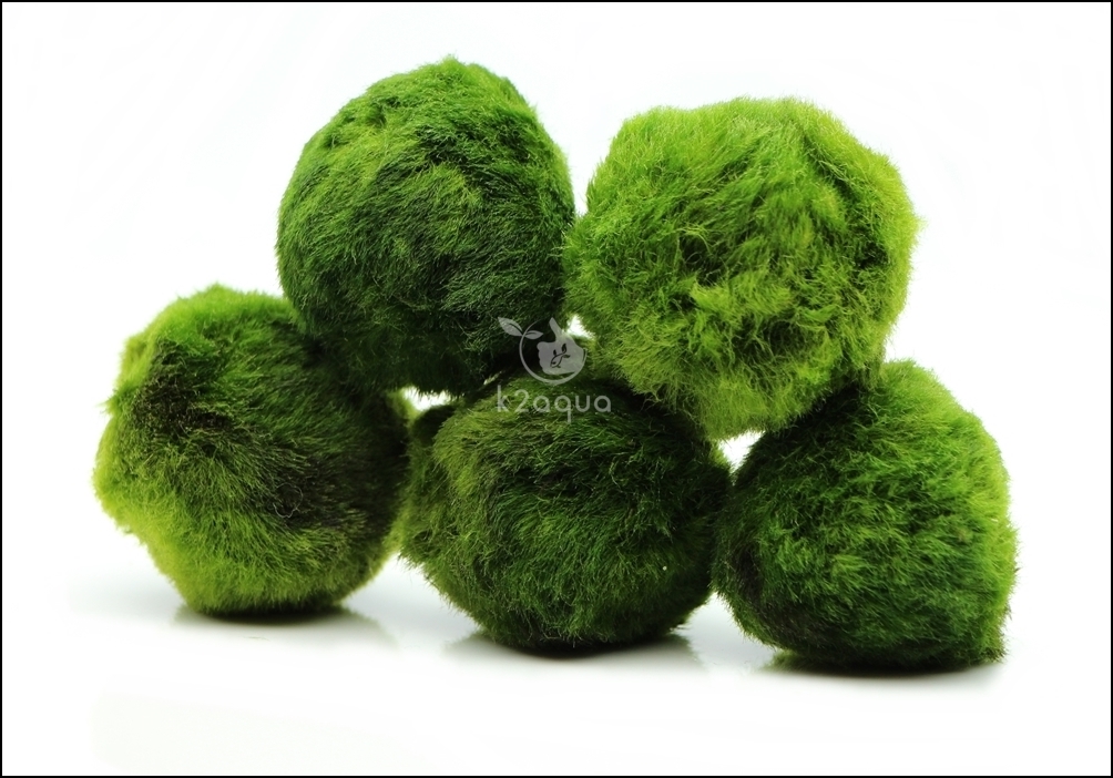 2 GIANT Japanese Marimo Moss Balls 5cm live aquarium plant shrimp fish