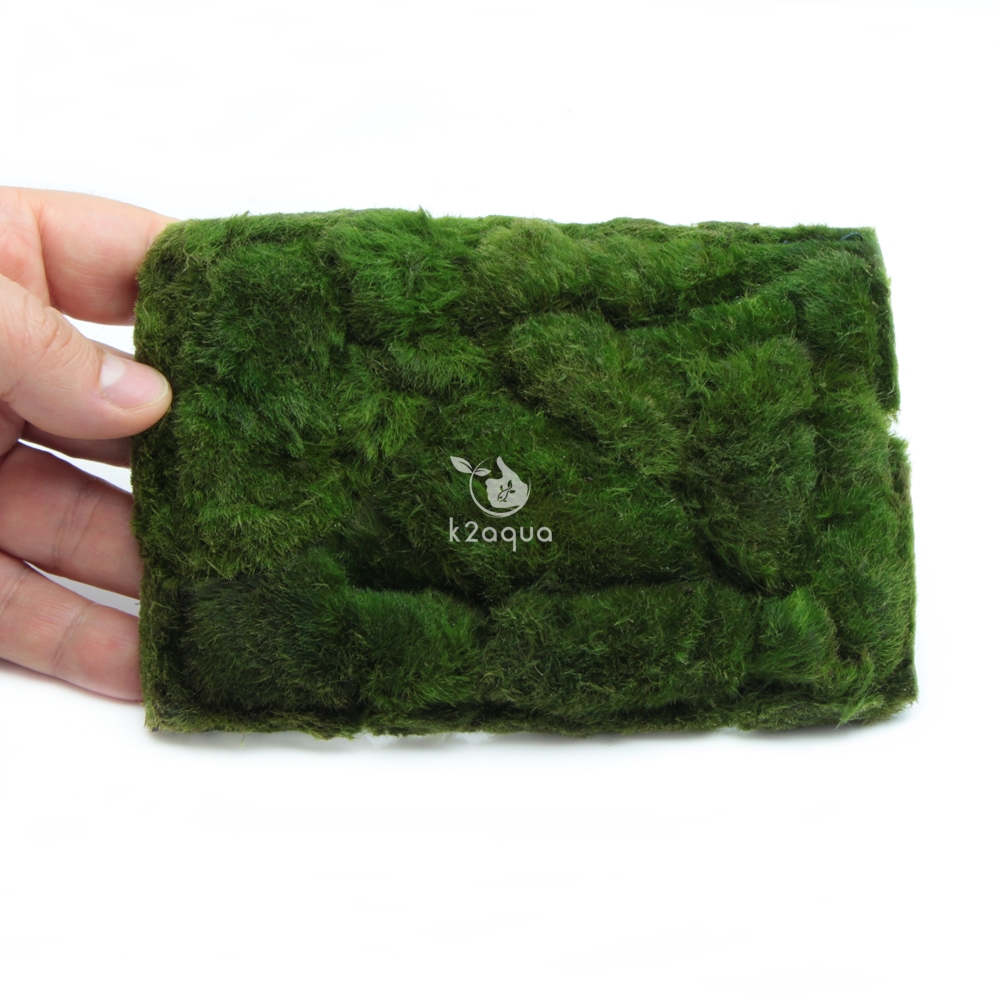 Cladophora Carpet on Mesh Marimo Moss Not Ball Live Aquarium Plant Nano