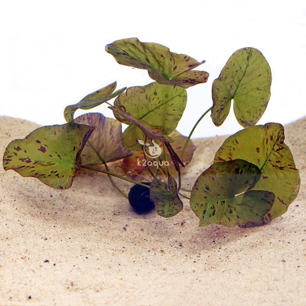 Tiger Lotus (GREEN) Nymphaea Live Bulb Aquarium Plant Tropical Lily