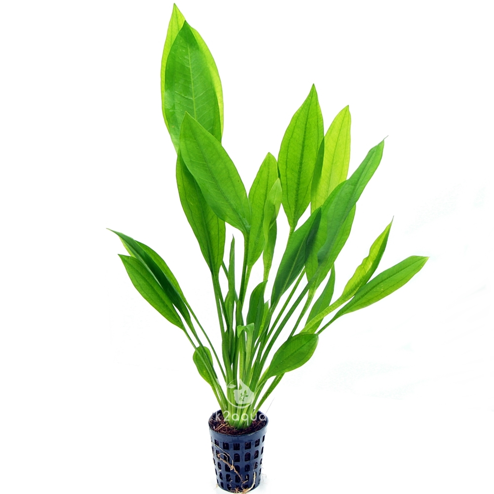 Echinodorus bleheri ( grisebachii Bleherae ) Amazon Sword Live Aquatic