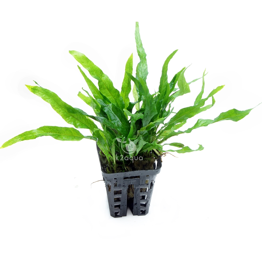 Microsorum pteropus Petite Mini Java Fern Live Aquarium Plants Tropical Tank EU 7625655583987 eBay