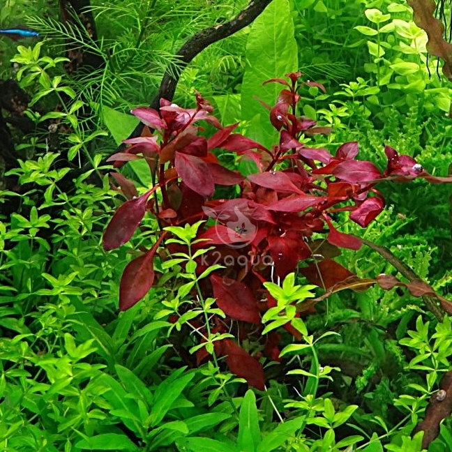 Ludwigia sp. Mini Super Red Live Aquarium Plants Tropical Aquascaping
