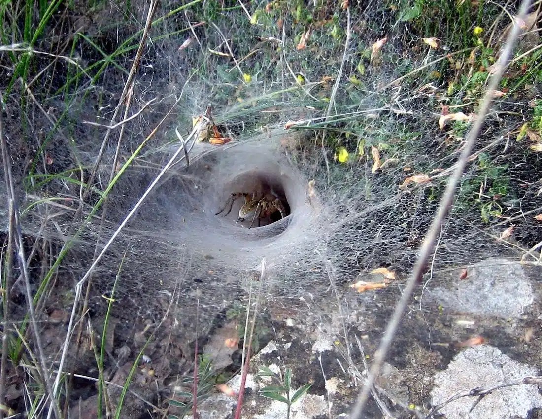 Funnel  Spider Smore Science Magazine