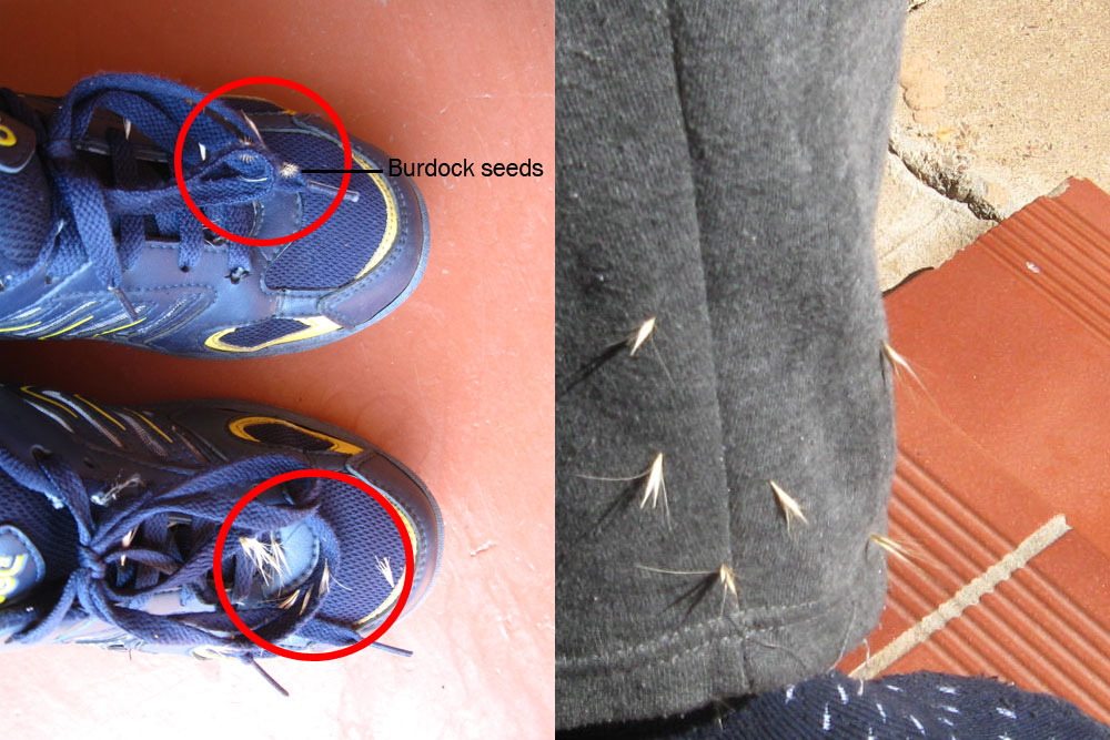 Seed Dispersal for Kids Examples of Seed Dispersal Agents