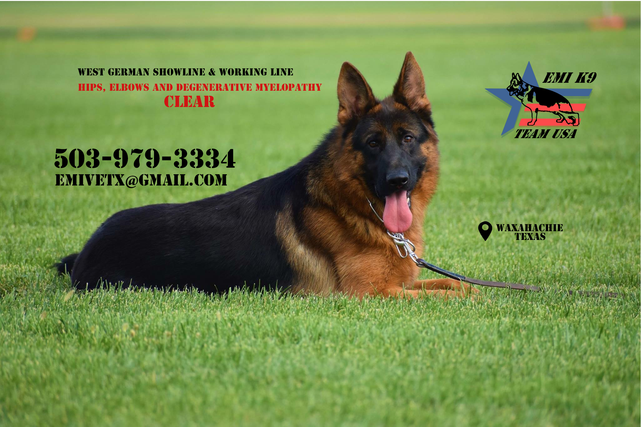 Emi K9 German Shepherd Dallas