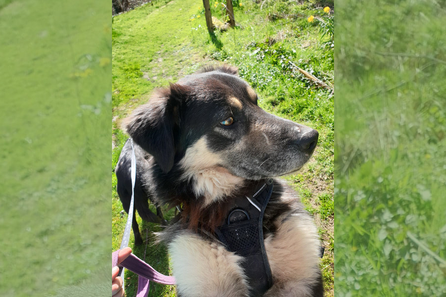 Basil Dog for Adoption K9 Rescue